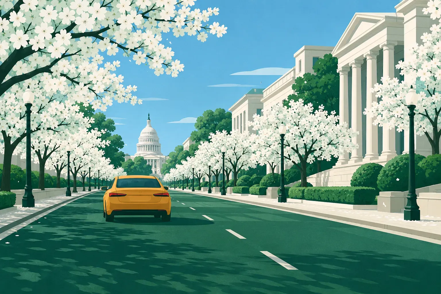 A tree-lined avenue with classical white buildings and cherry blossoms, a typical landscape of the District of Columbia